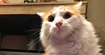 angèle pet sitter à NICE 06000_6