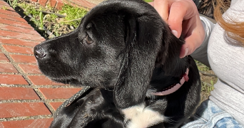 lauriane pet sitter à VILLEFRANCHE DE LAURAGAIS 31290_6