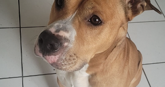 brenda pet sitter à ST AVIT ST NAZAIRE 33220_2