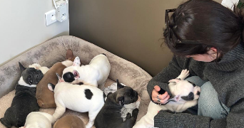 maya dog sitter à LUCENAY 69480_0