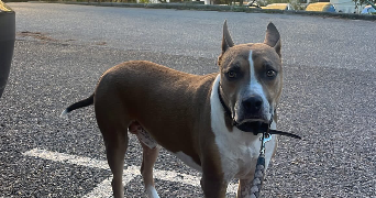 randall pet sitter à MARSEILLE 09 13009_9