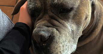 ysaline pet sitter à ALLEREY SUR SAONE 71350_2