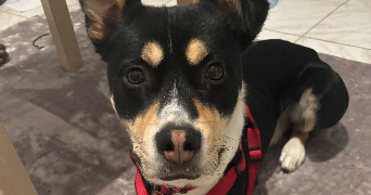 célia pet sitter à CHAMPIGNY SUR MARNE 94500_4