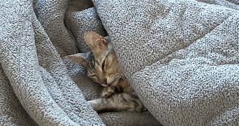 voros pet sitter à O PONTET 84310_6