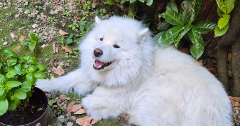 alaïs pet sitter à GRENOBLE 38000_4