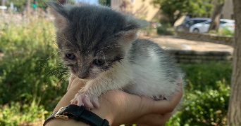 chabnam pet sitter à DIJON 21000_8