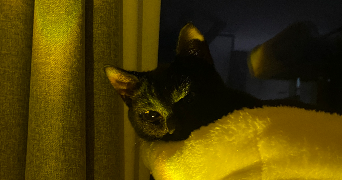 eva pet sitter à Amiens 80000_2