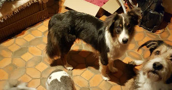 chérine pet sitter à MARSEILLE 01 13001_4