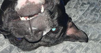 célia pet sitter à ST PIERRE DU PERRAY 91280_2