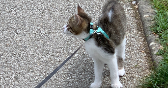 alice pet sitter à PARIS 16 75016_5