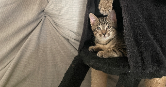 anaelle pet sitter à BAYONNE 64100_6