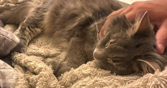 blandine pet sitter à AUBAGNE 13400_2