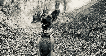 lina pet sitter à Gournay-en-Bray 76220_0