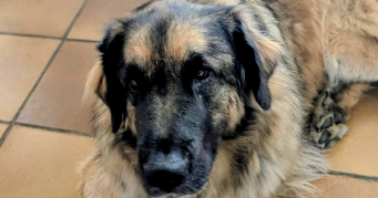 caroline pet sitter à MEURCHIN 62410_5