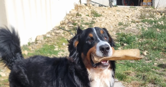 emmanuelle pet sitter à GINASSERVIS 83560_3