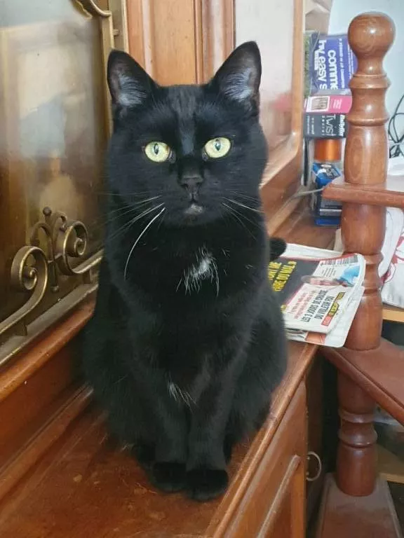 Yoan pet sitter à Strasbourg 67000