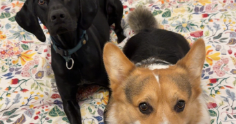 valentine pet sitter à ST LEGER LA MONTAGNE 87340_3