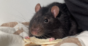 emilie pet sitter à VILLEURBANNE 69100_3