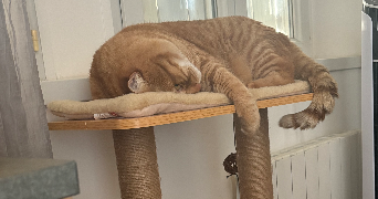 louise pet sitter à LOPERHET 29470_0