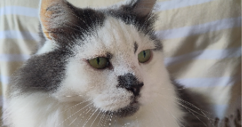joanna pet sitter à ROUEN 76000_6