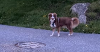 camille pet sitter à ALENYA 66200_1