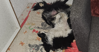 wendy pet sitter à GRAULHET 81300_7