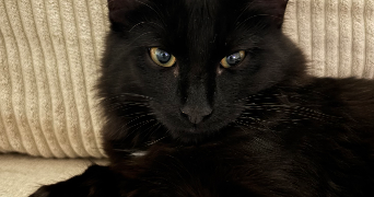 julie pet sitter à MARLY 59770_3