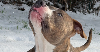 kaïna pet sitter à FRANCONVILLE 95130_0