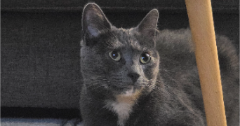 tristan pet sitter à POMPIGNAC 33370_5