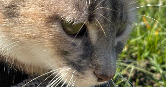 emeline pet sitter à BONNY SUR LOIRE 45420_2