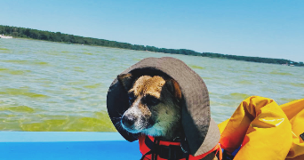 camille pet sitter à SANGUINET 40460_2