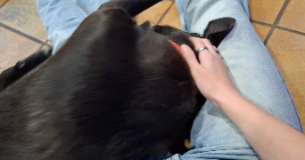 lisa pet sitter à TOULOUSE 31500_3