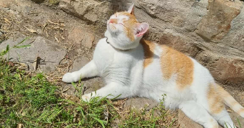 léa pet sitter à ST LAURENT BLANGY 62223_0