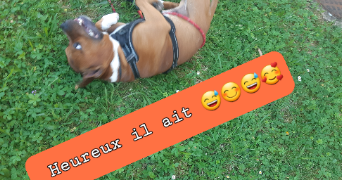 angela pet sitter à STRASBOURG 67200_16