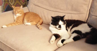 damien dog sitter à LILLE 59800_3