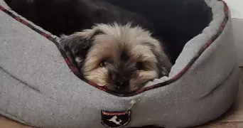 alexandre dog sitter à LEMUD 57580
