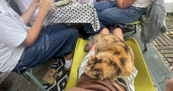 eliette pet sitter à BREST 29200_3