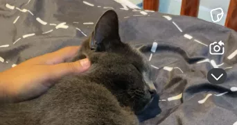 béthany pet sitter à BOBIGNY 93000