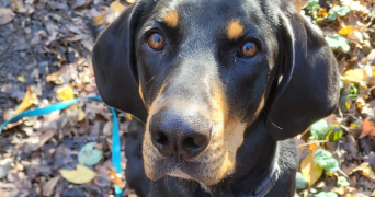 inès pet sitter à LYON 05 69005_2