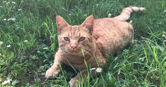 carine pet sitter à MONTREUIL 93100_0