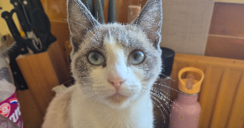 mickael pet sitter à SAUMUR 49400_2