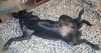 gaëlle pet sitter à CASTINE EN PLAINE 14540_1
