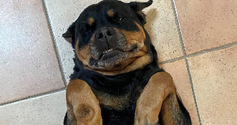 jessy pet sitter à EPAGNY METZ TESSY 74330_3