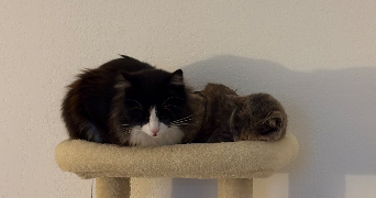 margot pet sitter à AVIGNON 84000_2