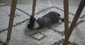 llanah pet sitter à ST JEAN DE BRAYE 45800_0