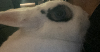 emma pet sitter à SUCY EN BRIE 94370_5