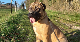 lisa pet sitter à GIERES 38610_1