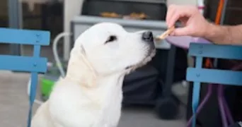 ophelie pet sitter à VERNAISON 69390