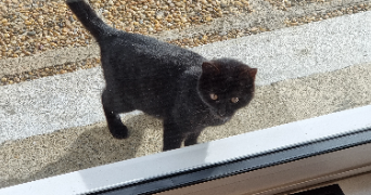 sandy pet sitter à COUBON 43700_5