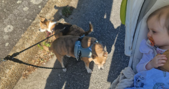 sabrina pet sitter à TOURCH 29140_5